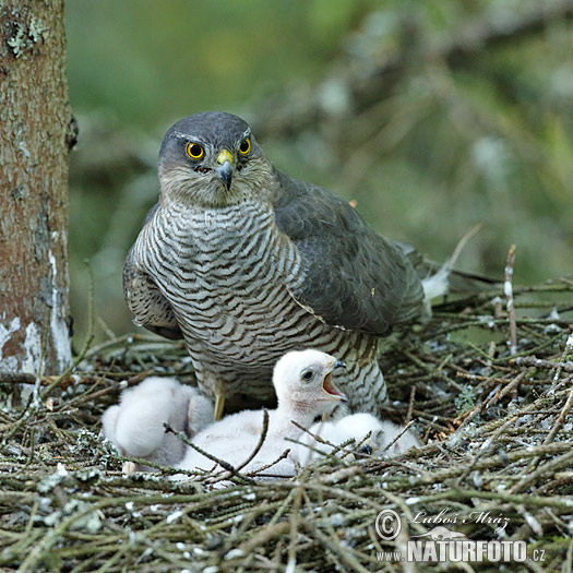 Jastrab krahulec (Accipiter nisus)