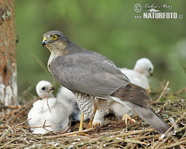 Jastrab krahulec (Accipiter nisus)