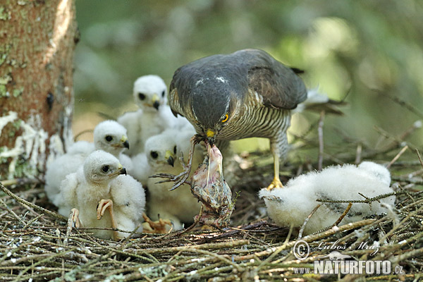 Jastrab krahulec (Accipiter nisus)