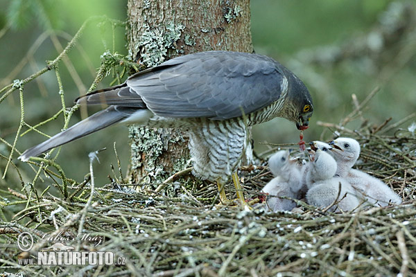 Jastrab krahulec (Accipiter nisus)