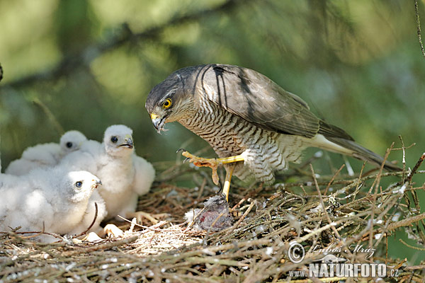 Jastrab krahulec (Accipiter nisus)