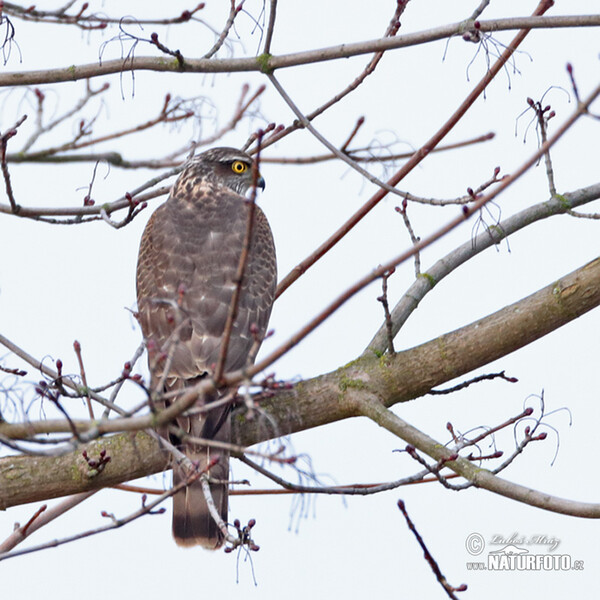 Jastrab krahulec (Accipiter nisus)