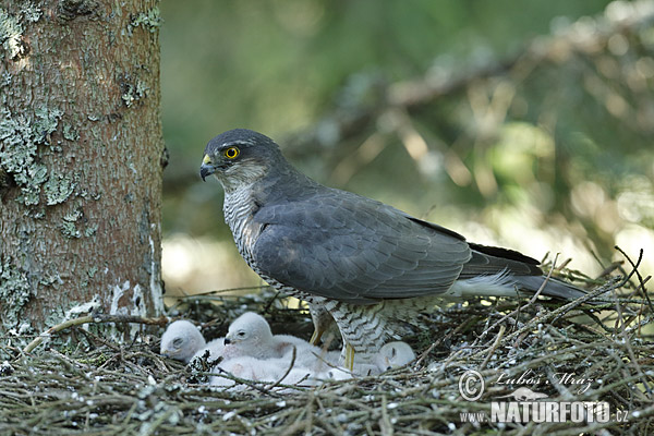 Jastrab krahulec (Accipiter nisus)