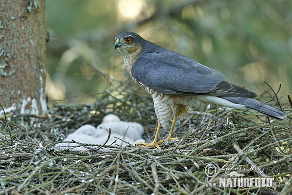 Jastrab krahulec (Accipiter nisus)