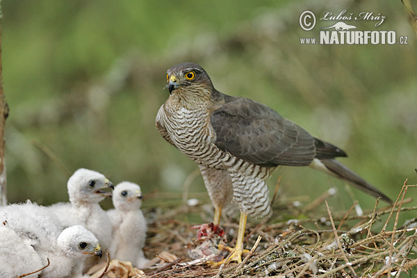 Jastrab krahulec (Accipiter nisus)