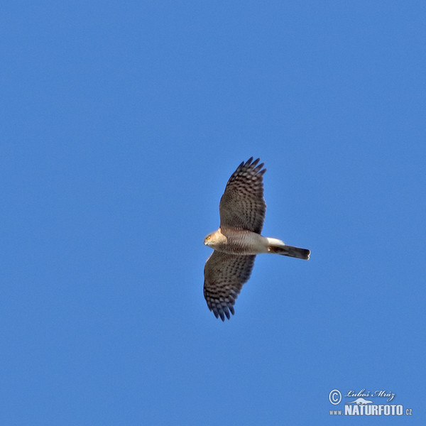 Jastrab krahulec (Accipiter nisus)