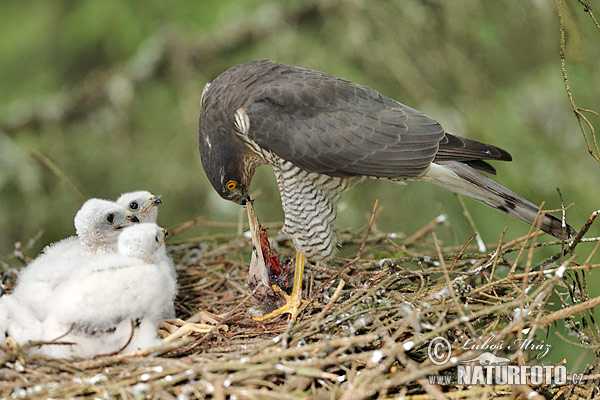 Jastrab krahulec (Accipiter nisus)