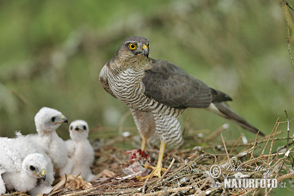 Jastrab krahulec (Accipiter nisus)