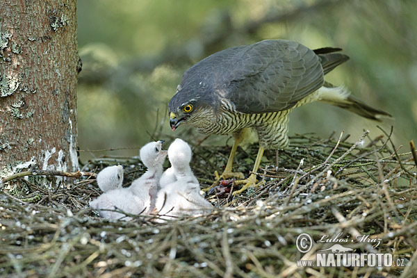 Jastrab krahulec (Accipiter nisus)