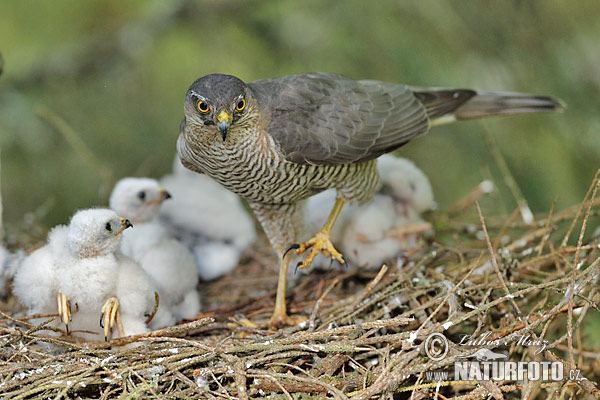 Jastrab krahulec (Accipiter nisus)