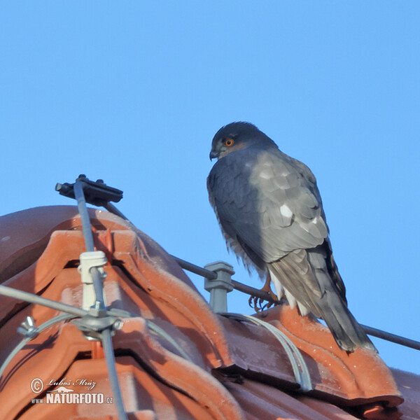 Jastrab krahulec (Accipiter nisus)