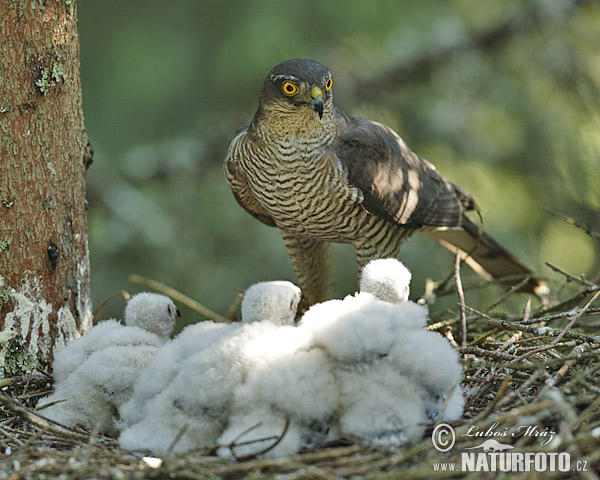 Jastrab krahulec (Accipiter nisus)