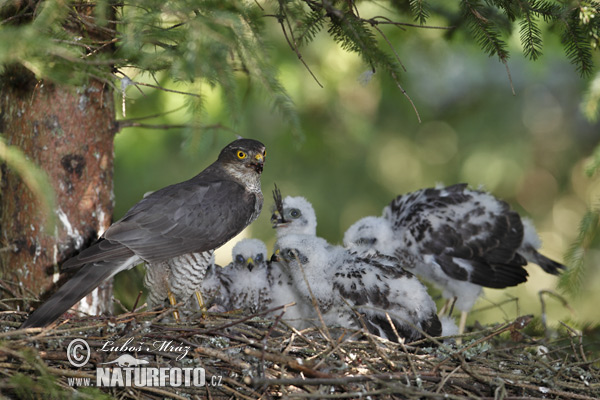 Jastrab krahulec (Accipiter nisus)