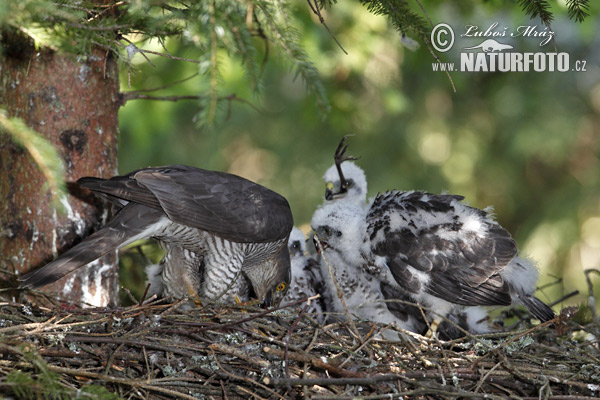 Jastrab krahulec (Accipiter nisus)