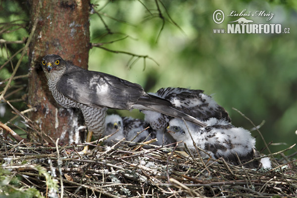 Jastrab krahulec (Accipiter nisus)
