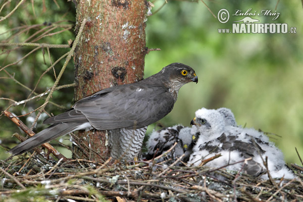 Jastrab krahulec (Accipiter nisus)