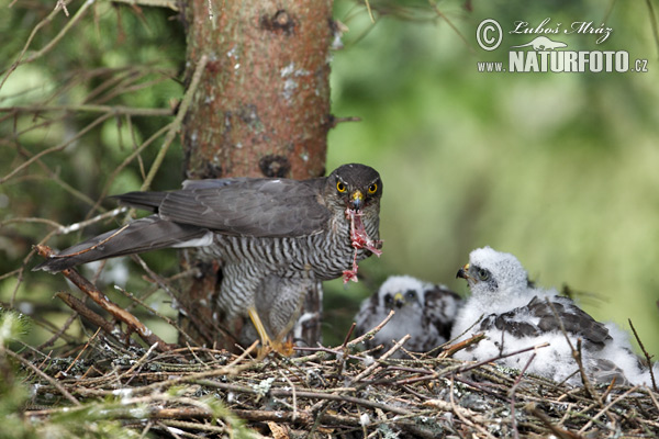 Jastrab krahulec (Accipiter nisus)