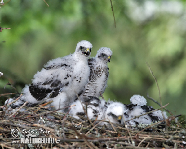 Jastrab krahulec (Accipiter nisus)