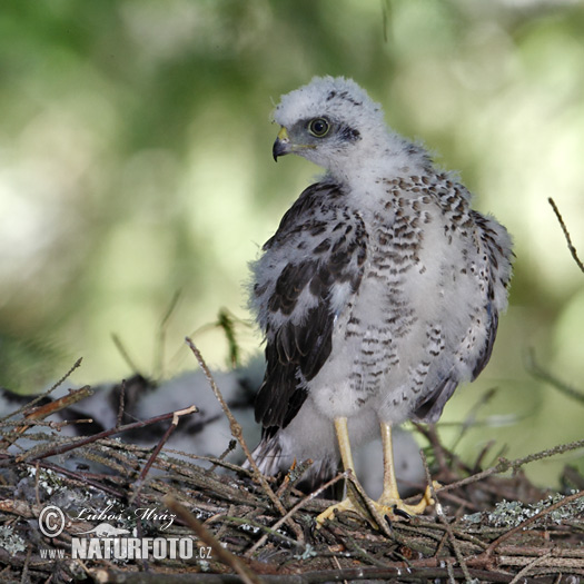 Jastrab krahulec (Accipiter nisus)