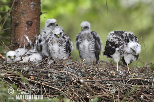 Jastrab krahulec (Accipiter nisus)