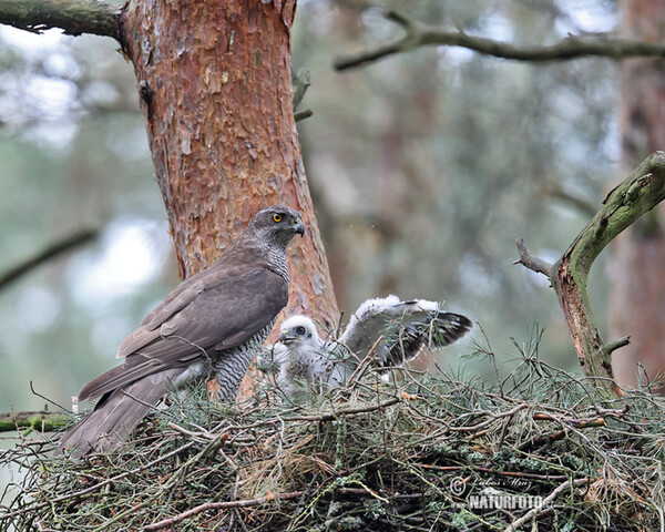 Jastrab lesný (Accipiter gentilis)