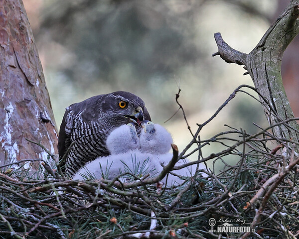 Jastrab lesný (Accipiter gentilis)