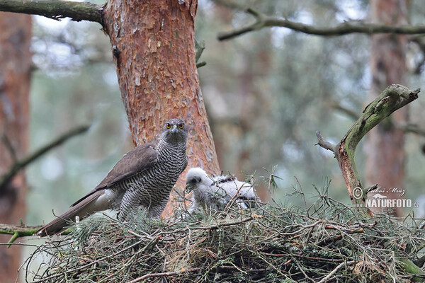 Jastrab lesný (Accipiter gentilis)