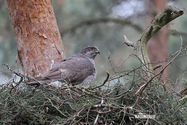 Jastrab lesný (Accipiter gentilis)