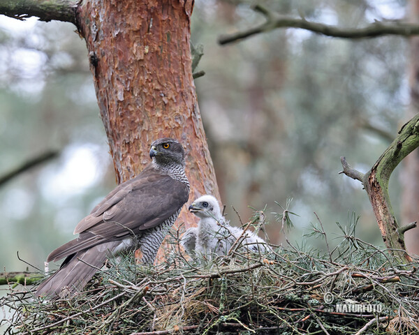 Jastrab lesný (Accipiter gentilis)