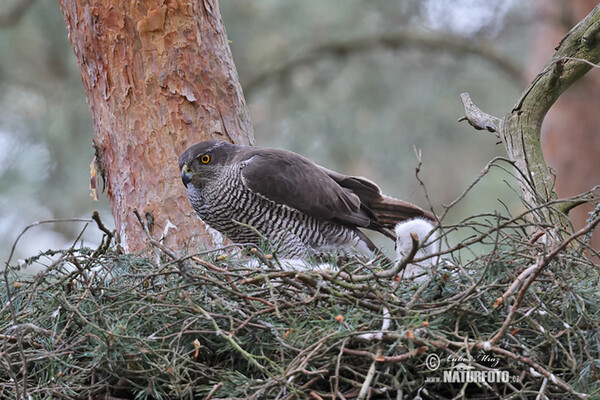 Jastrab lesný (Accipiter gentilis)