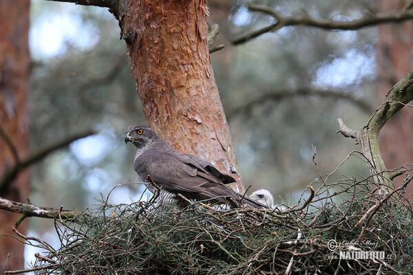 Jastrab lesný (Accipiter gentilis)