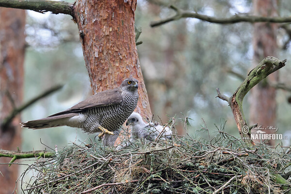 Jastrab lesný (Accipiter gentilis)