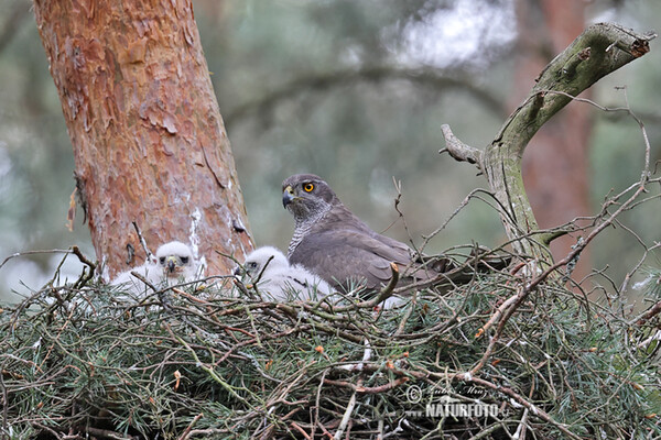 Jastrab lesný (Accipiter gentilis)