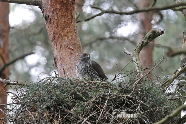 Jastrab lesný (Accipiter gentilis)