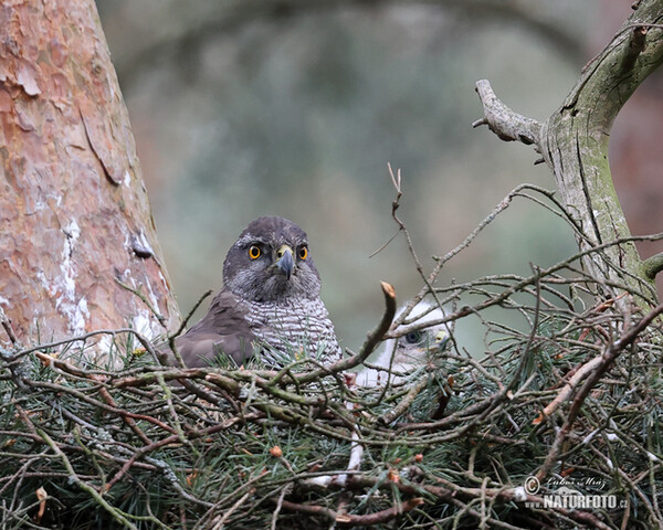 Jastrab lesný (Accipiter gentilis)