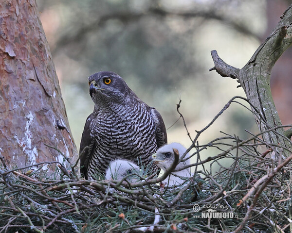 Jastrab lesný (Accipiter gentilis)