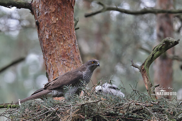 Jastrab lesný (Accipiter gentilis)