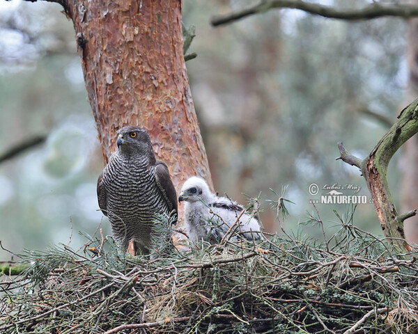 Jastrab lesný (Accipiter gentilis)