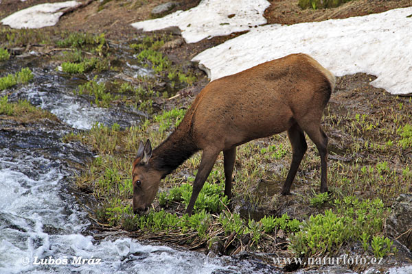 Jeleň americký (Cervus elaphus canadensis)