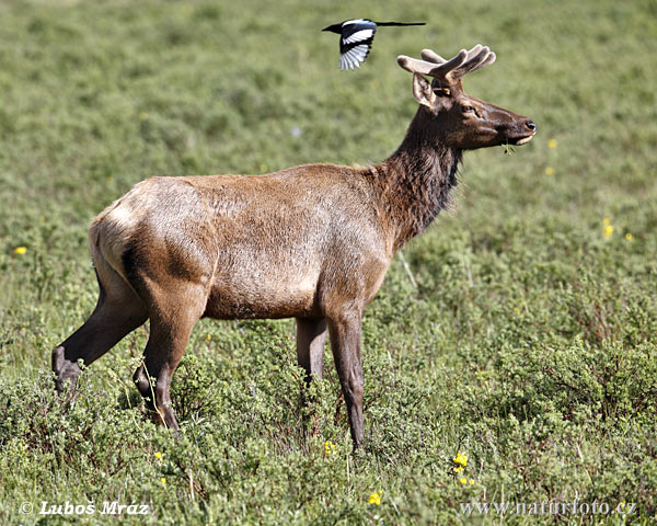 Jeleň americký (Cervus elaphus canadensis)