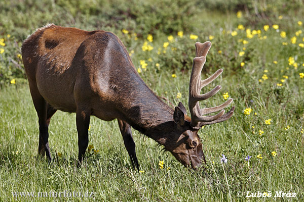 Jeleň americký (Cervus elaphus canadensis)