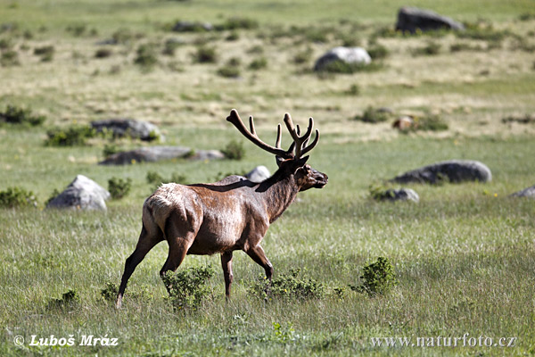 Jeleň americký (Cervus elaphus canadensis)