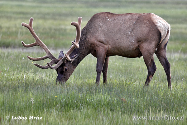 Jeleň americký (Cervus elaphus canadensis)