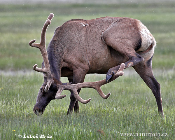 Jeleň americký (Cervus elaphus canadensis)