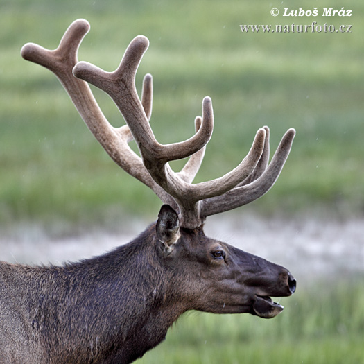 Jeleň americký (Cervus elaphus canadensis)