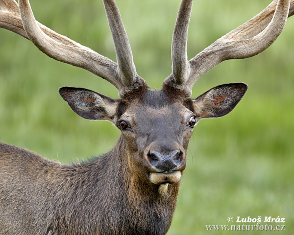 Jeleň americký (Cervus elaphus canadensis)