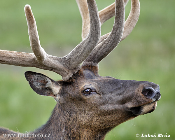 Jeleň americký (Cervus elaphus canadensis)