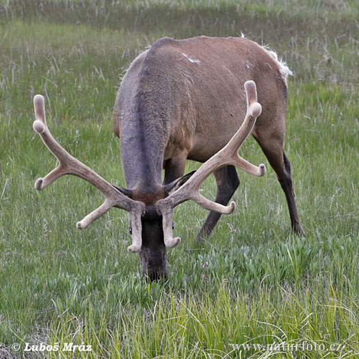 Jeleň americký (Cervus elaphus canadensis)