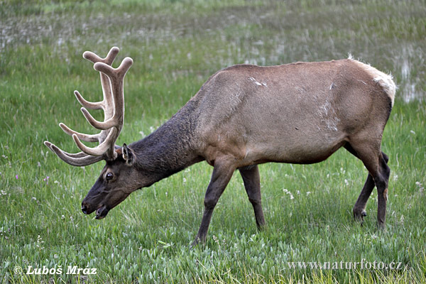 Jeleň americký (Cervus elaphus canadensis)