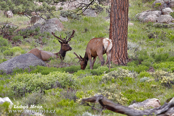 Jeleň americký (Cervus elaphus canadensis)